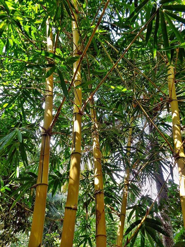 Cultivo de Bambu Chines