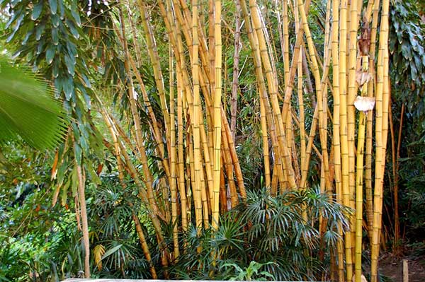 cultivo de bambu