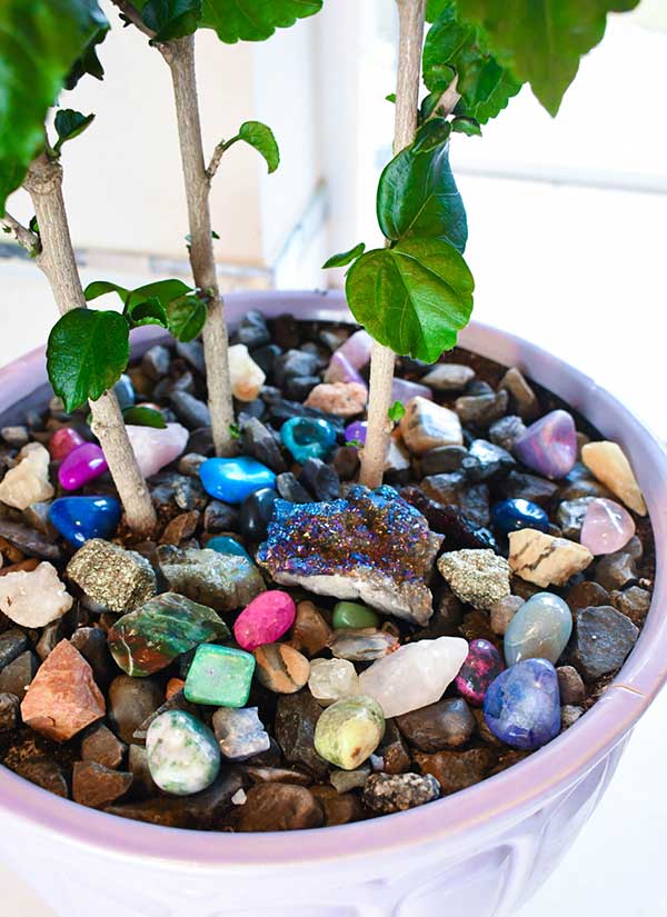 Pedras nos vasos de plantas 2