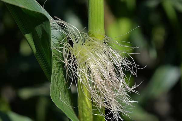 como cuidar de plantacao de milho