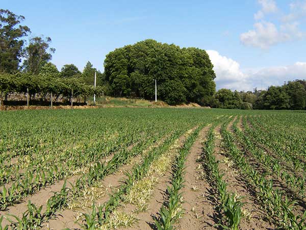 fotos de fazendas que tem milho plantado