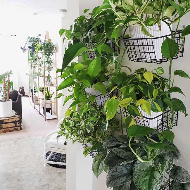 parede de plantas