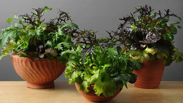 plantacao de hortalicas em vasos dentro de casa