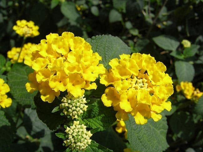 Flores Amarelas 1 1