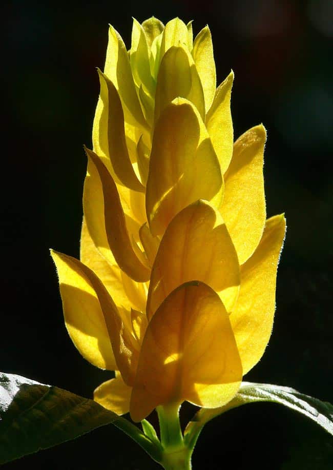 Flores Grandes Amarelas