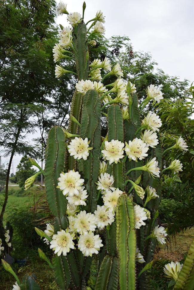 Flores do Cereus Jamacaru