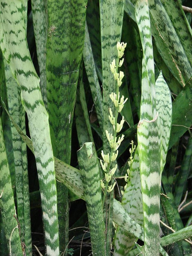 Como Plantar Espada de São Fácil