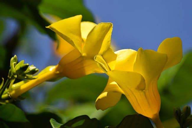 flor amarela 1