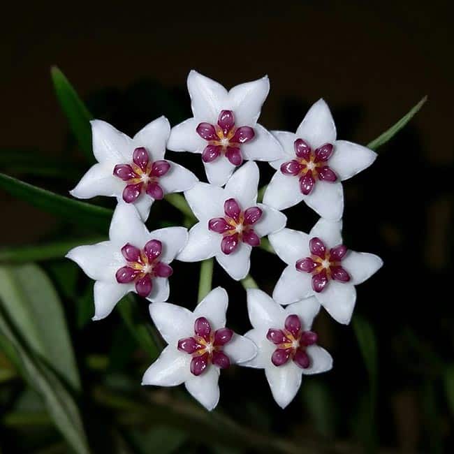 flor de cera em formato de estrela