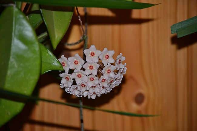 flor de porcelana em vaso