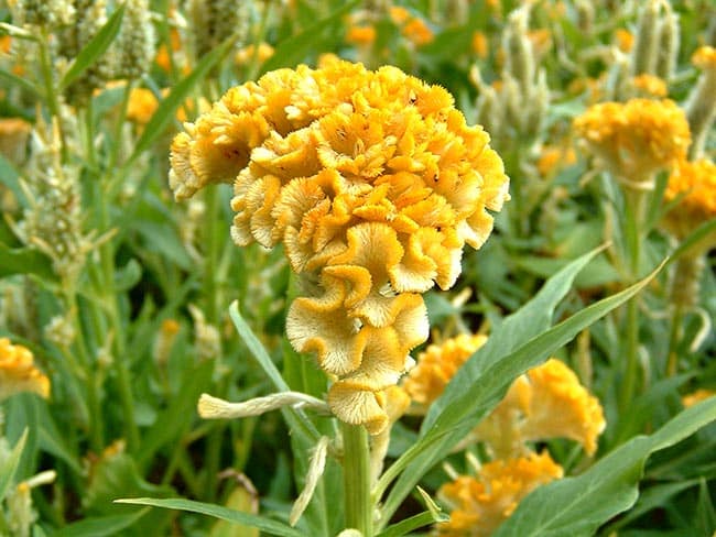 Flores Amarelas Da Planta