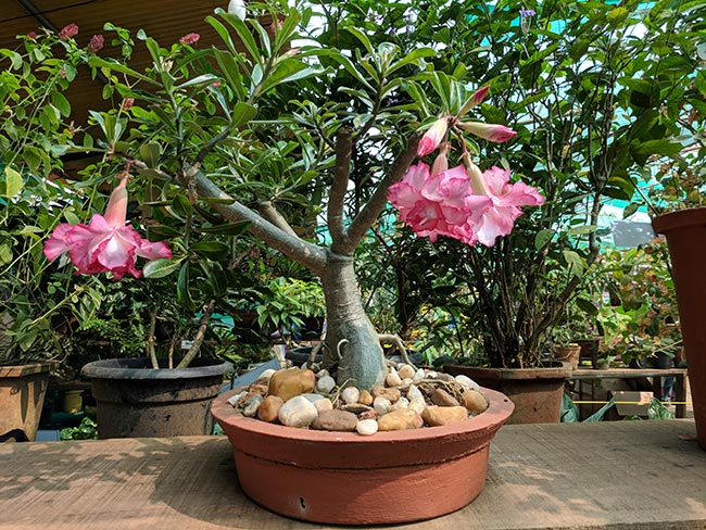 modelo bonsai