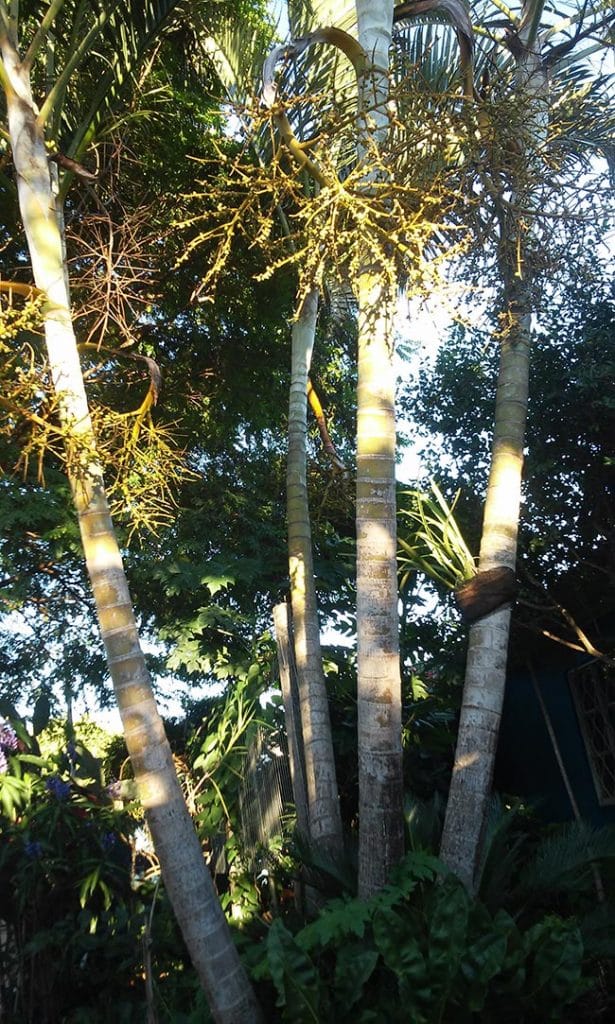 Cuidados com Areca Bambu 3 615x1024