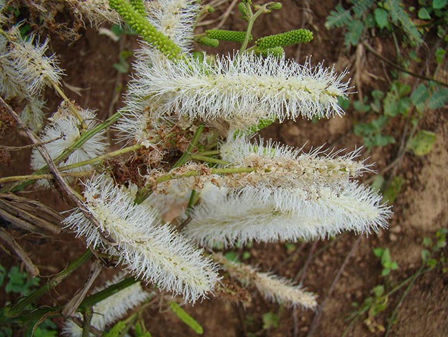 Fotos De Mimosa Caesalpiniaefolia