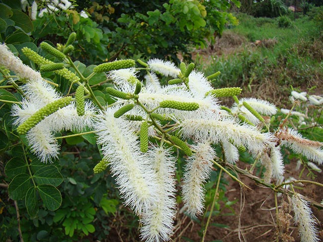 Mimosa Caesalpiniaefolia