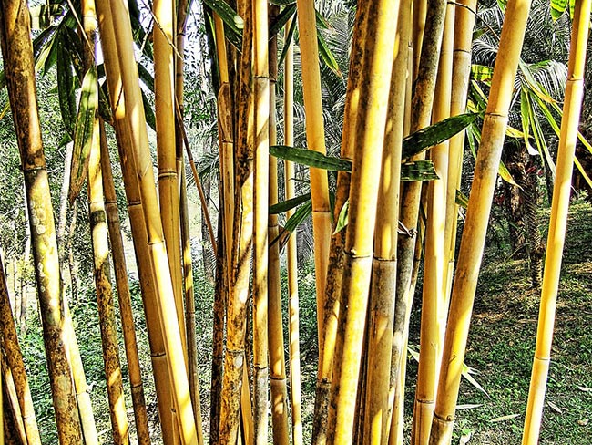 Palmeira Areca Bambu 2 3
