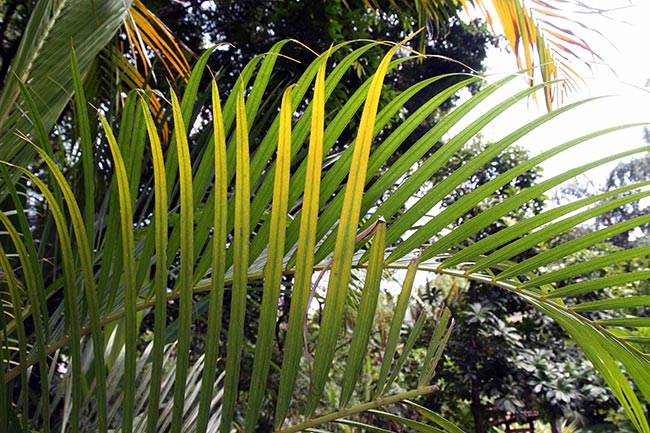 Palmeira Areca Bambu 3 3