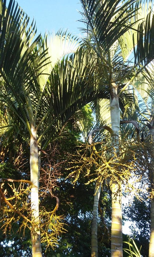 Palmeira Areca Bambu 6 615x1024