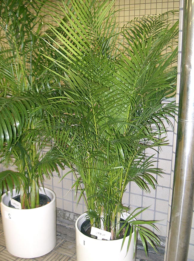 Palmeira Areca Bambu em vaso 3