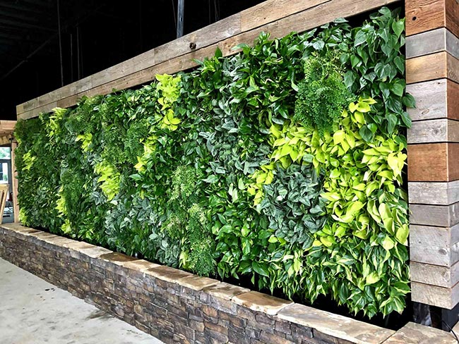 Quais sao as melhores plantas para muros externos 1