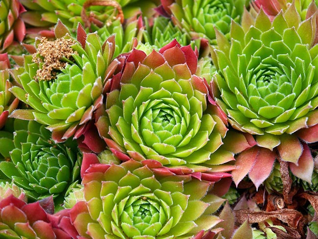 imagens de plantas coloridas