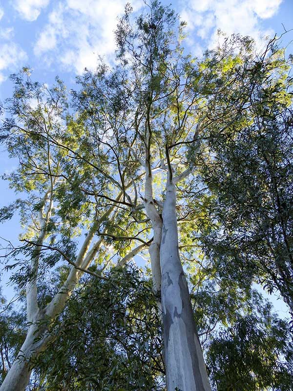 Fotos De Eucalyptus