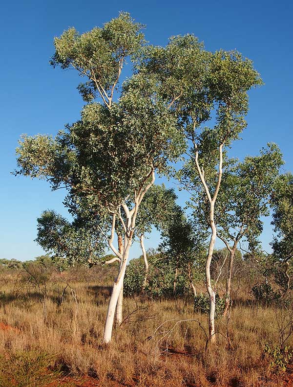 Pe De Eucalyptus
