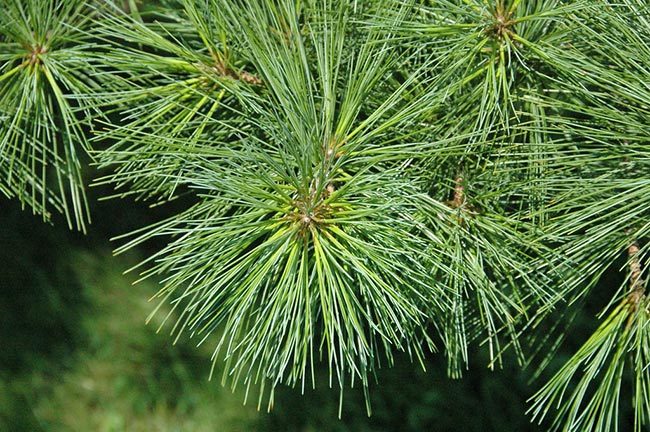 Pinus Strobus 1