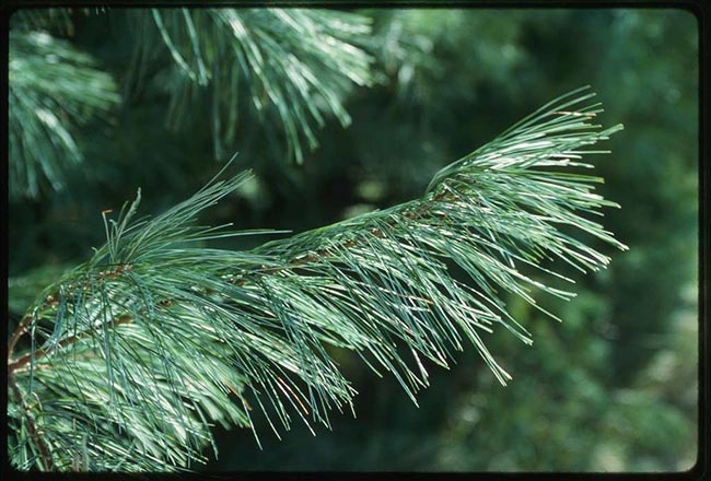 Pinus Strobus 3