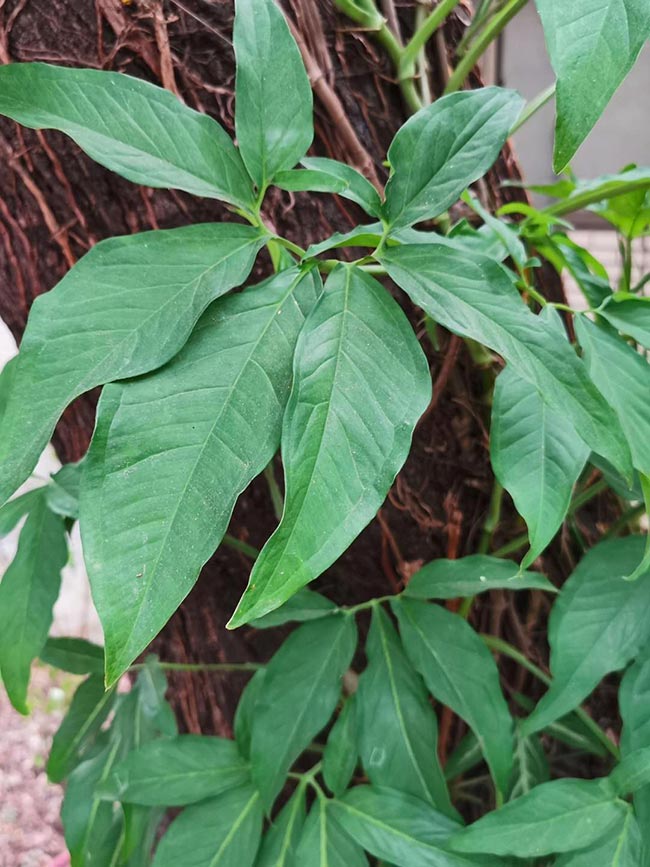 Plantar Syngonium Podophyllum 3
