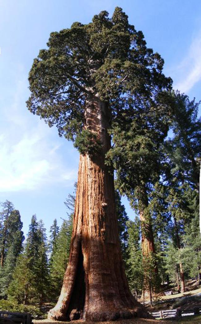Sequoia Gigante 1