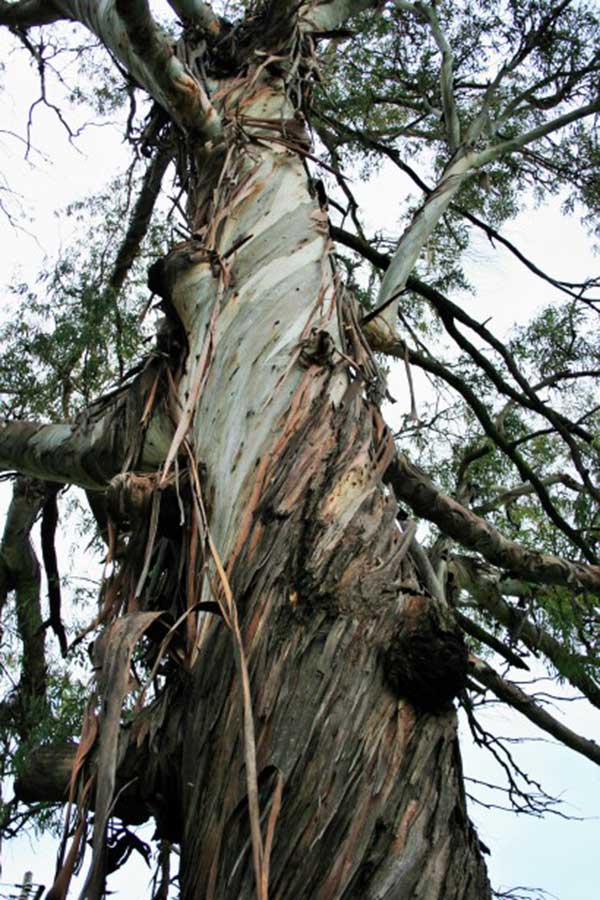 Tronco De Eucalyptus