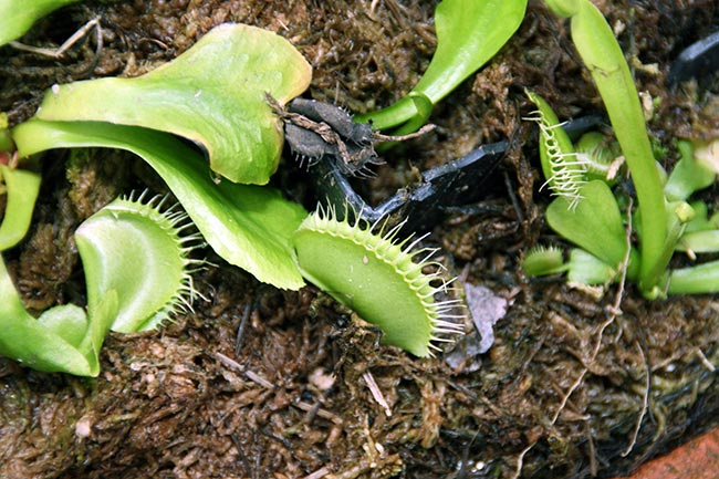 Dionaea Muscipula 2