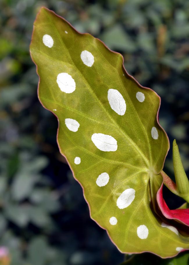 Como Plantar Begonia Maculata Passo a Passo [Guia de Cultivo]