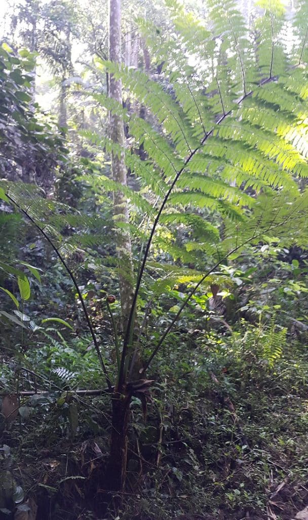 Como Plantar e Cuidar da Planta Xaxim (Dicksonia sellowiana) 2