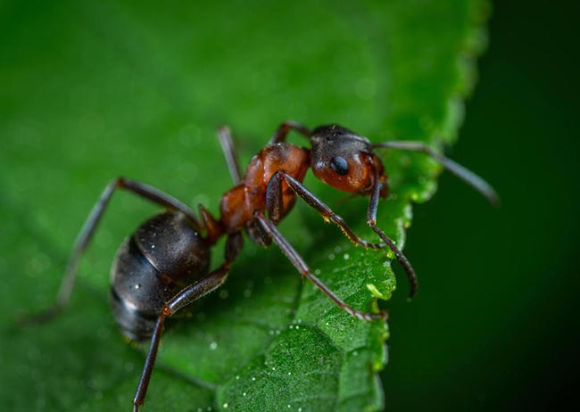 Como Lidar Com Formigas Nas Plantas