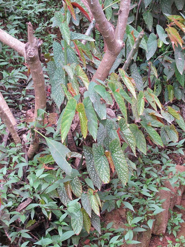 Como Plantar Begonia Maculata 2