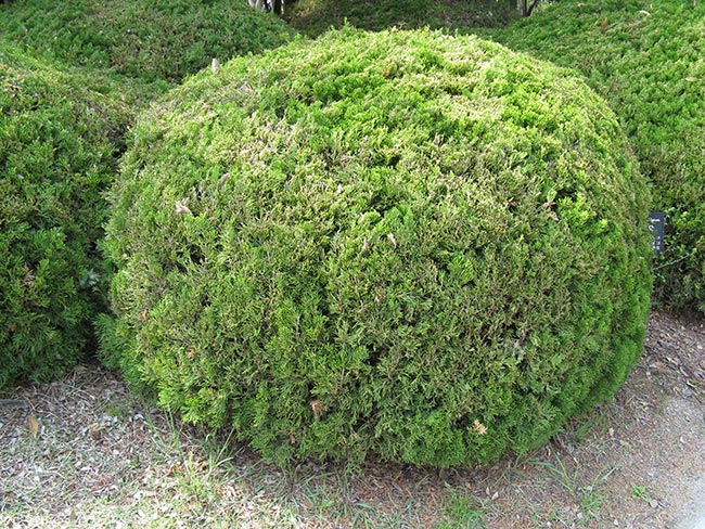 Como Plantar Juniperus Chinensis 2