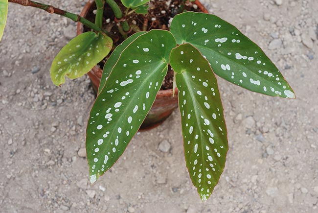 Cuidados Com Begonia Maculata 1