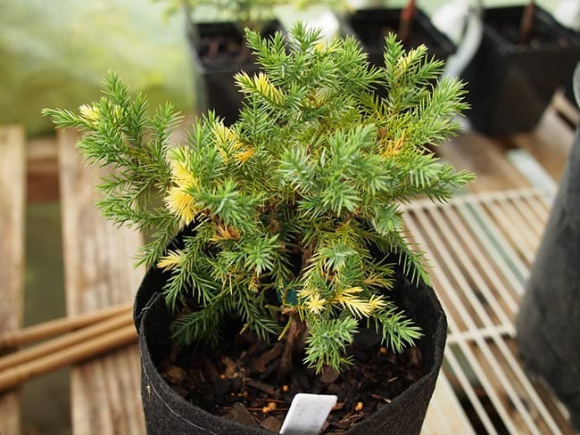 Cuidados Com Juniperus Chinensis 2