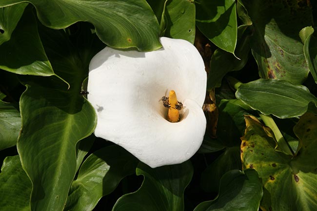 Como Plantar e Cuidar da Flor Copo de Leite (zantedeschia aethiopica)