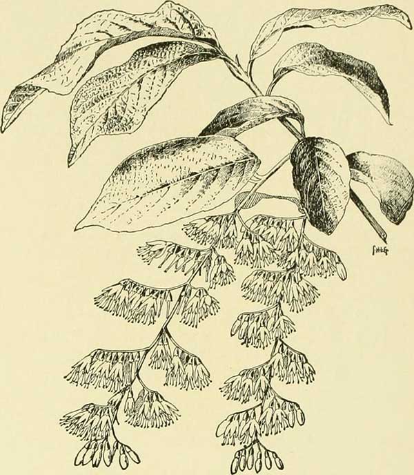 Como Plantar Palmeira Guaricanga-de-Bengala (Geonoma Elegans) 2