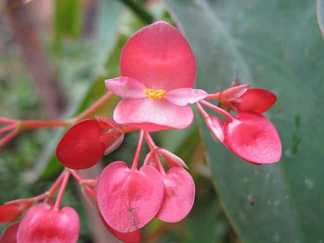 Flor Begonia Maculata 2