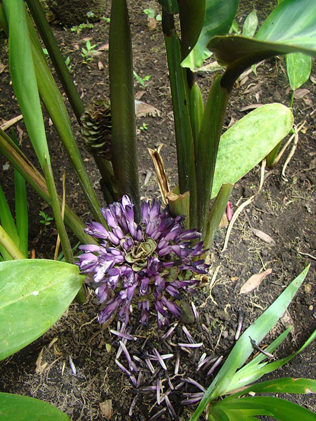 Flor De Calathea Zebrina 2