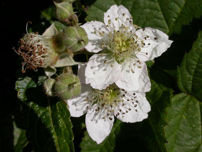 Flor de Rubus fruticosus 2
