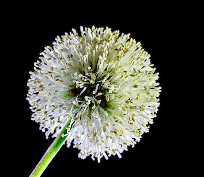 Flor de allium cepa