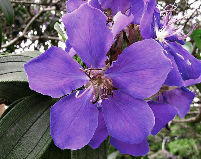 Flores De Tibouchina Granulosa 1