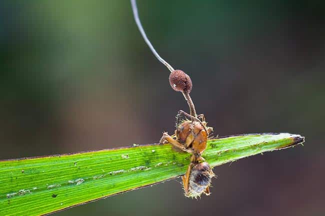 Formigas Nas Plantas
