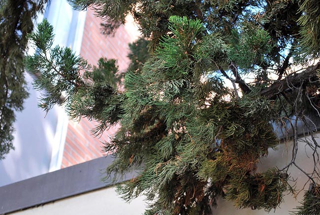 Fotos De Juniperus Chinensis 1 2