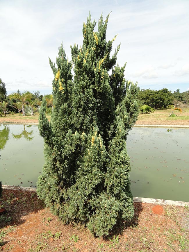 Fotos De Juniperus Chinensis 2
